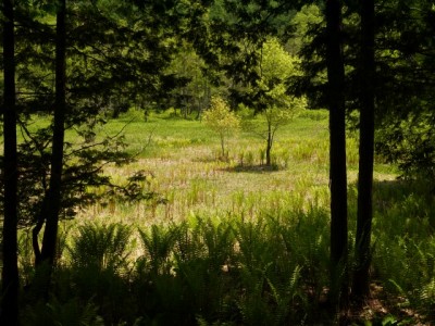 居谷里湿原の写真8
