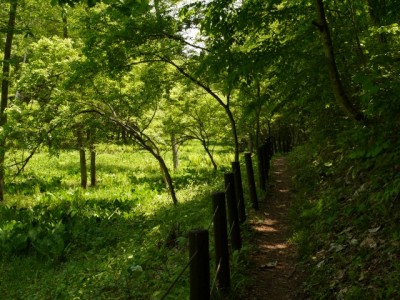 居谷里湿原の写真10