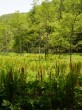 居谷里湿原の写真のサムネイル写真21
