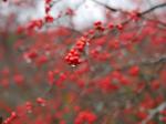 唐花見湿原の写真のサムネイル写真31