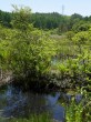 唐花見湿原の写真のサムネイル写真12