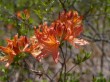 唐花見湿原の写真のサムネイル写真1