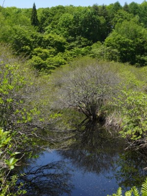 唐花見湿原の写真14