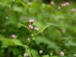 菅平湿原の写真のサムネイル写真1