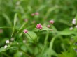 菅平湿原の写真のサムネイル写真2