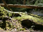 白駒の森の写真のサムネイル写真2