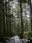 白駒の森の写真のサムネイル写真3