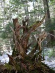 白駒の森の写真のサムネイル写真6