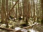 白駒の森の写真のサムネイル写真7
