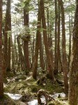 白駒の森の写真のサムネイル写真8
