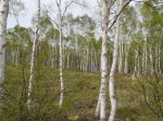 白樺群生地の写真のサムネイル写真3