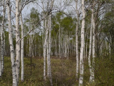 白樺群生地の写真5