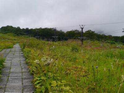 白馬五竜高山植物園の写真6