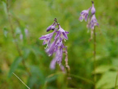 白馬五竜高山植物園の写真7