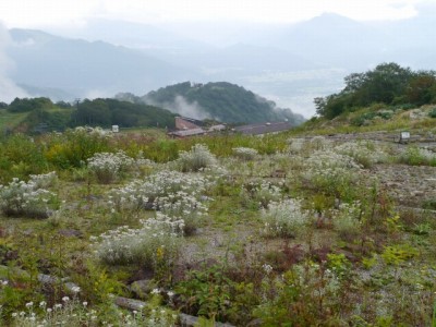 白馬五竜高山植物園の写真12