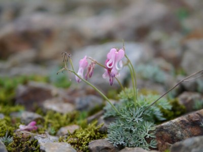 白馬五竜高山植物園の写真14