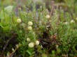 白馬五竜高山植物園の写真のサムネイル写真18