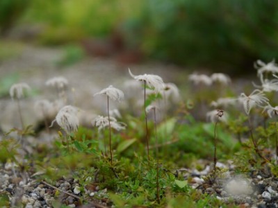 白馬五竜高山植物園の写真19