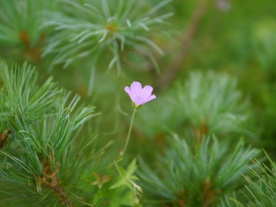 白馬五竜高山植物園の写真22