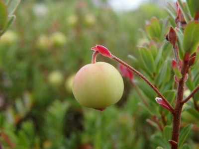 白馬五竜高山植物園の写真23