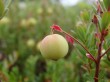 白馬五竜高山植物園の写真のサムネイル写真23