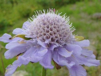 白馬五竜高山植物園の写真24