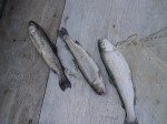 松原湖高原キャンプ場の釣り堀の写真のサムネイル写真10