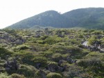 北八ヶ岳 坪庭の写真のサムネイル写真33