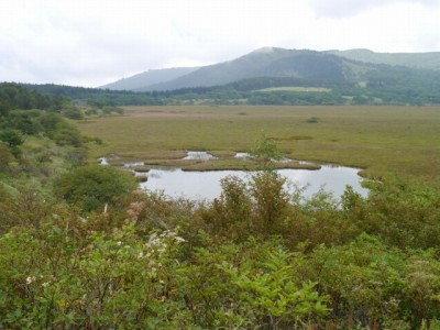 霧ヶ峯湿原植物群落の写真8
