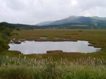 霧ヶ峯湿原植物群落の写真のサムネイル写真15