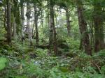 五味池破風高原自然園の写真のサムネイル写真70