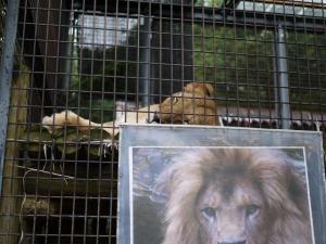 茶臼山動物園の写真8