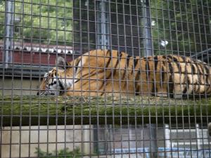 茶臼山動物園の写真9