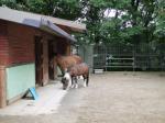 茶臼山動物園の写真のサムネイル写真35