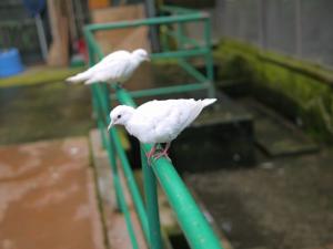 茶臼山動物園の写真39