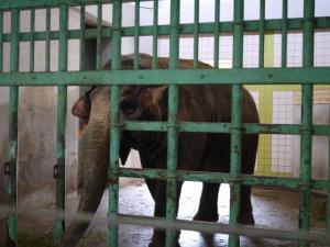 茶臼山動物園の写真42