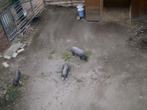 小諸市動物園の写真4