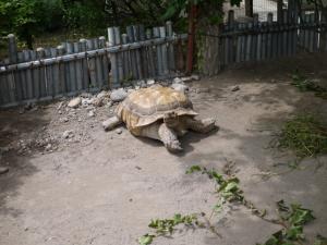 小諸市動物園の写真11