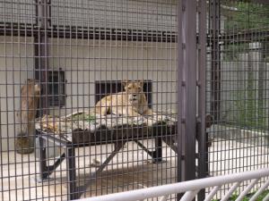 小諸市動物園の写真21