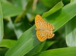 【レポート】長野旅行で出会った動植物！の写真のサムネイル写真1