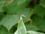 【レポート】長野旅行で出会った動植物！の写真のサムネイル写真2