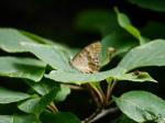 【レポート】長野旅行で出会った動植物！の写真のサムネイル写真3