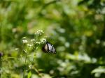 【レポート】長野旅行で出会った動植物！の写真のサムネイル写真4