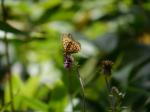 【レポート】長野旅行で出会った動植物！の写真のサムネイル写真5