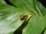 【レポート】長野旅行で出会った動植物！の写真のサムネイル写真6