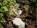 【レポート】長野旅行で出会った動植物！の写真のサムネイル写真7