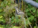 【レポート】長野旅行で出会った動植物！の写真のサムネイル写真11