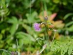 【レポート】長野旅行で出会った動植物！の写真のサムネイル写真14