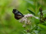 【レポート】長野旅行で出会った動植物！の写真のサムネイル写真15