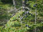 【レポート】長野旅行で出会った動植物！の写真のサムネイル写真16